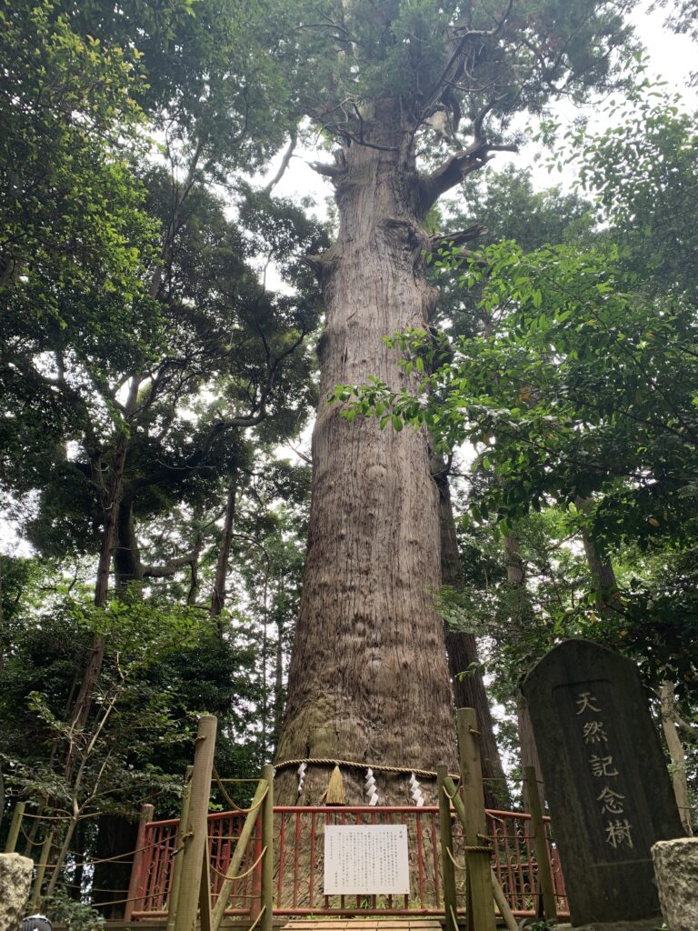 【成田市】麻賀多神社の大杉 雲のようにこころ軽く